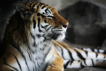 Fototapeta premium Handsome tiger resting