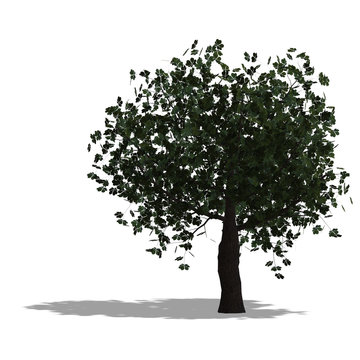 chestnur tree