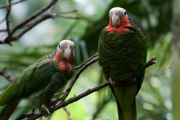 Fototapeta premium Two red-necked parrots