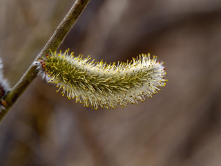 The Flower of pussy willow