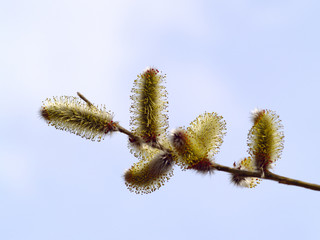 The Flower of pussy willow