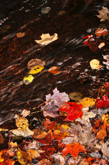 Autumn leaves in creek