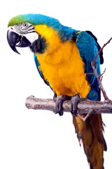 Foto op Canvas Parrot - Macaw © vaso