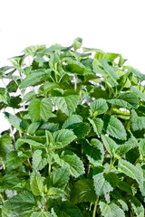 Close up fresh common balm