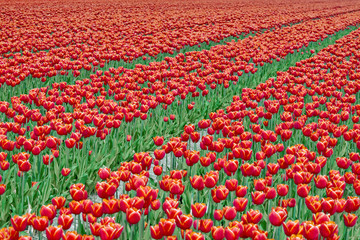 Field red white tulips in Netherlands
