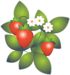 Strawberry