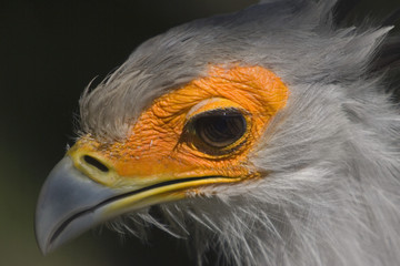 Sekretär (Sagittarius serpentarius)