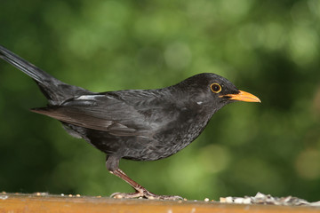Amsel 2