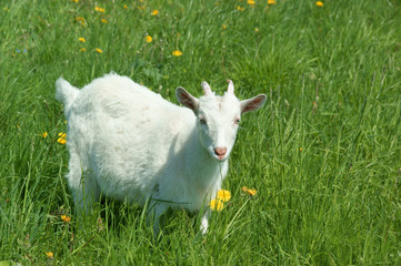 Obraz premium Young cute goat on green grass with flowers