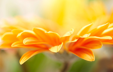 Fototapeta na wymiar Zbliżenie zdjęcia z żółtym daisy-gerbera