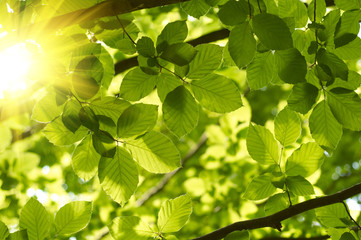 Fototapeta na wymiar Green leaves with sun ray