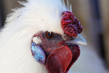 coq