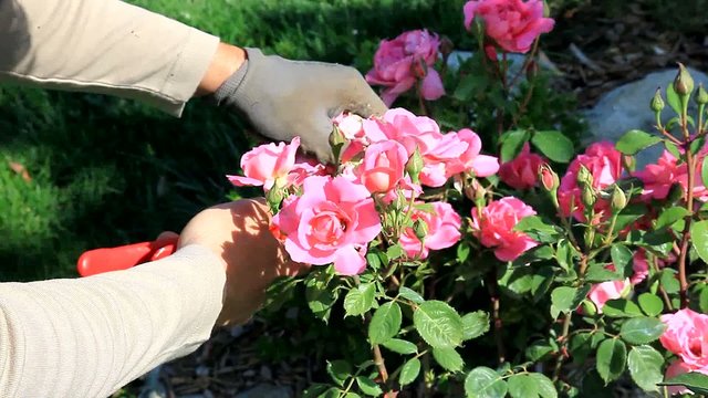 les roses...