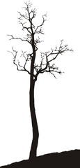 Acacia, an old dry tree