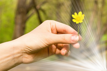 Buttercup in a hand