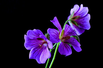 Storchschnabel (Geranium × magnificum)