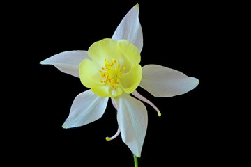 Akelei (Aquilegia)