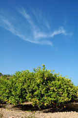 Fototapeta na wymiar Lemon trees
