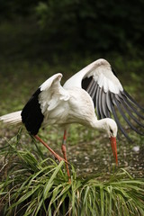 Cigogne entrain de s'envoler