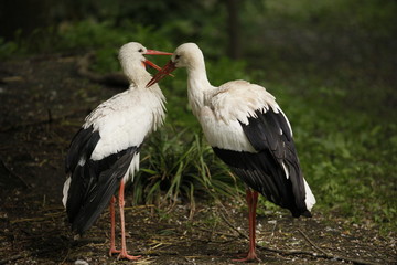 Couple de Cigognes