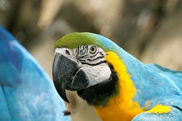 Ara bleu