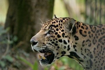 jaguar