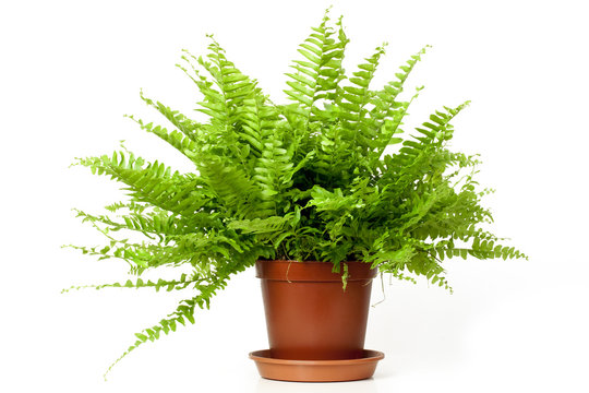 Nephrolepis