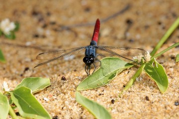 libellule