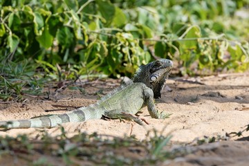 Iguane