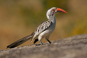 Red-billed hornbill (Tockus erythrorhynchus), South Africa