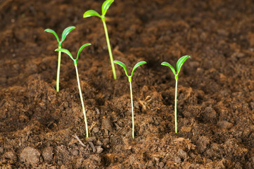 New life concept - green seedling growing out of soil