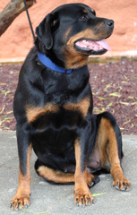 chienne assise