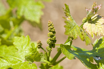 Cabernet Sauvignon Grape Flowers