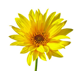 Isolated sunflower