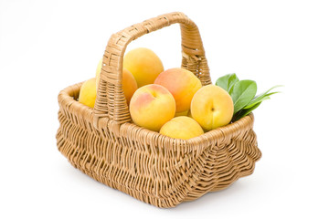 basket full of apricots