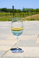 Vineyard in a Glass of Wine