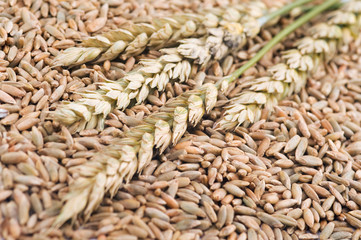 Rye
