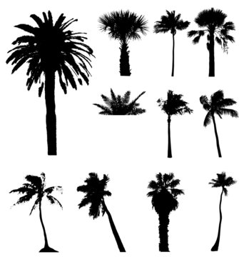 Collection of vector palm trees detailed silhouettes.