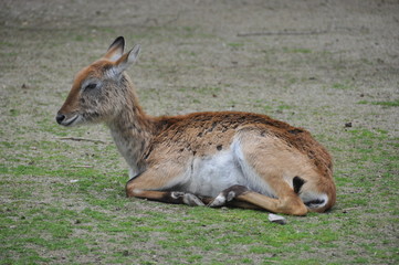 Le Cobe de Lechwe (Kobus leche)