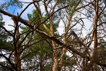 Woods
