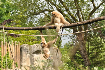 Fototapeta premium Gibbon lar ou Gibbon à mains blanches