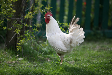 varicoloured cock searching for food open country field