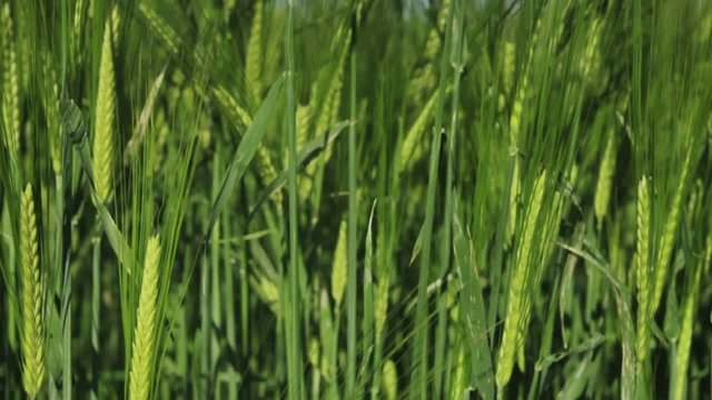 Gerste mit langen Grannen