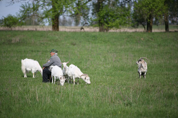 The goat are out grazing