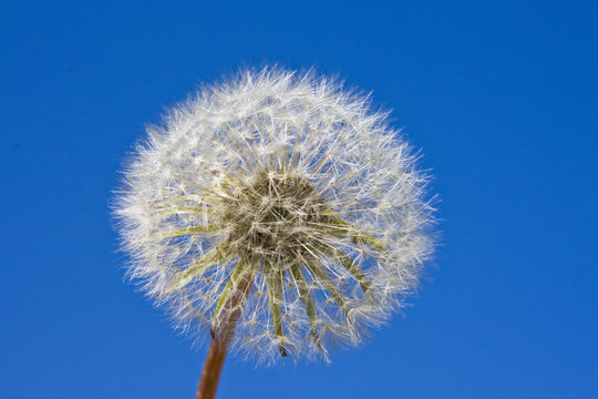 White dandelion