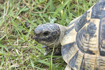 greek turtle / Testudo graeca ibera