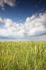 Green field against blue sky