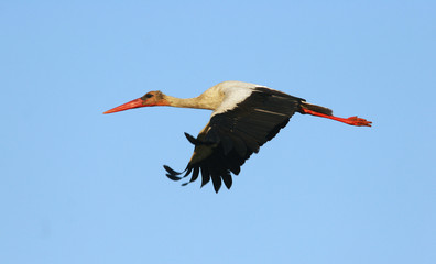 white stork / Ciconia ciconia