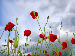 Obraz premium poppy flower