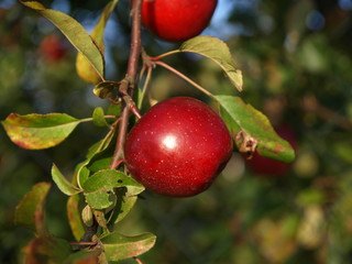 Apfel